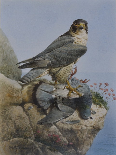 Appraisal: EDWIN PENNY b 'Peregrine and Rock Dove' signed watercolour x