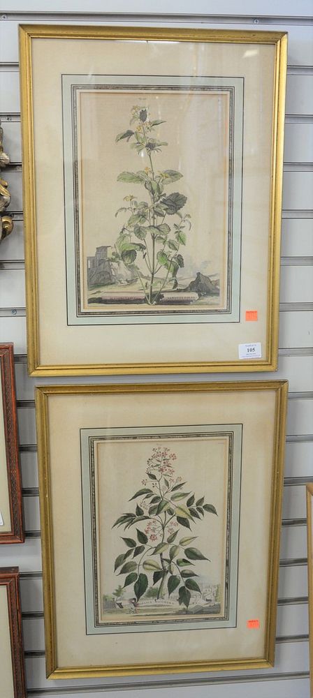 Appraisal: Two Abraham Munting Dutch - Angelica Baccifera and Scrophularia engravings