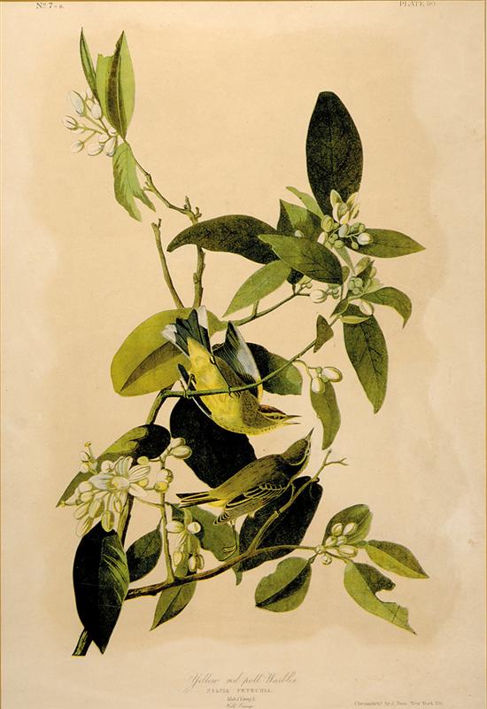 Appraisal: John James Audubon after New York - YELLOW-RED POLL WARBLER