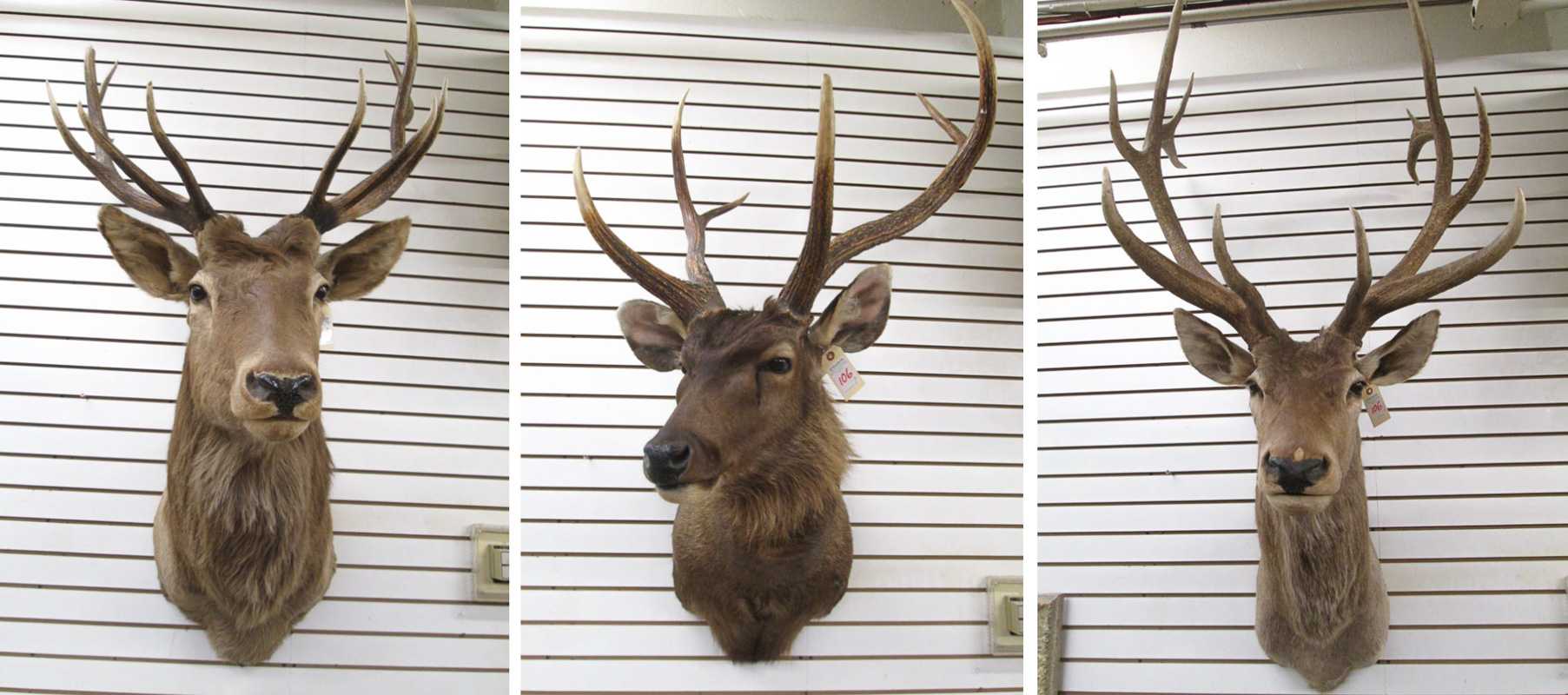 Appraisal: THREE TAXIDERMY MOUNTS all red deer stags Mara subspecies Mongolia