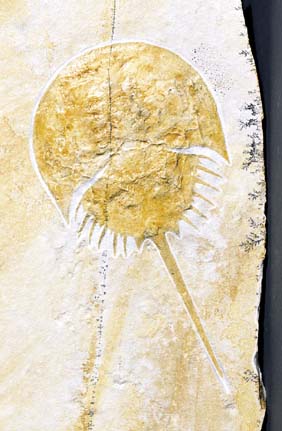 Appraisal: FOSSIL HORSESHOE CRAB Mesolimulus walchi Jurassic Solnhofen Germany A well-preserved