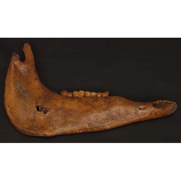 Appraisal: Prehistoric Horse Fossil Lower Mandible x x