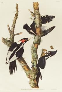 Appraisal: John James Audubon - Ivory-billed Woodpecker No Plate Amsterdam edition