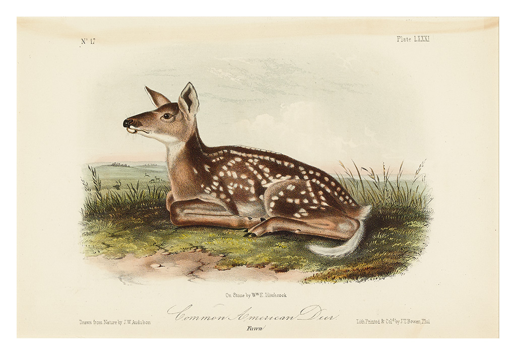 Appraisal: AUDUBON JOHN JAMES Twenty-two hand-colored lithographed plates of quadrupeds from