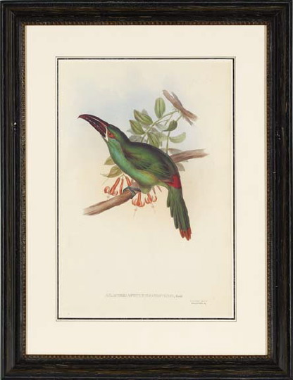 Appraisal: Gould Richter British th Century Toucans pair of chromolithographs depicting