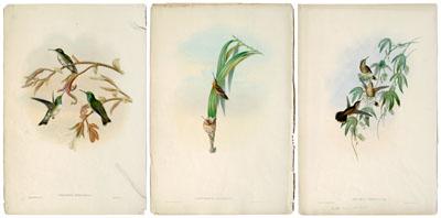 Appraisal: Three Gould hummingbird prints two by Gould and Richter one