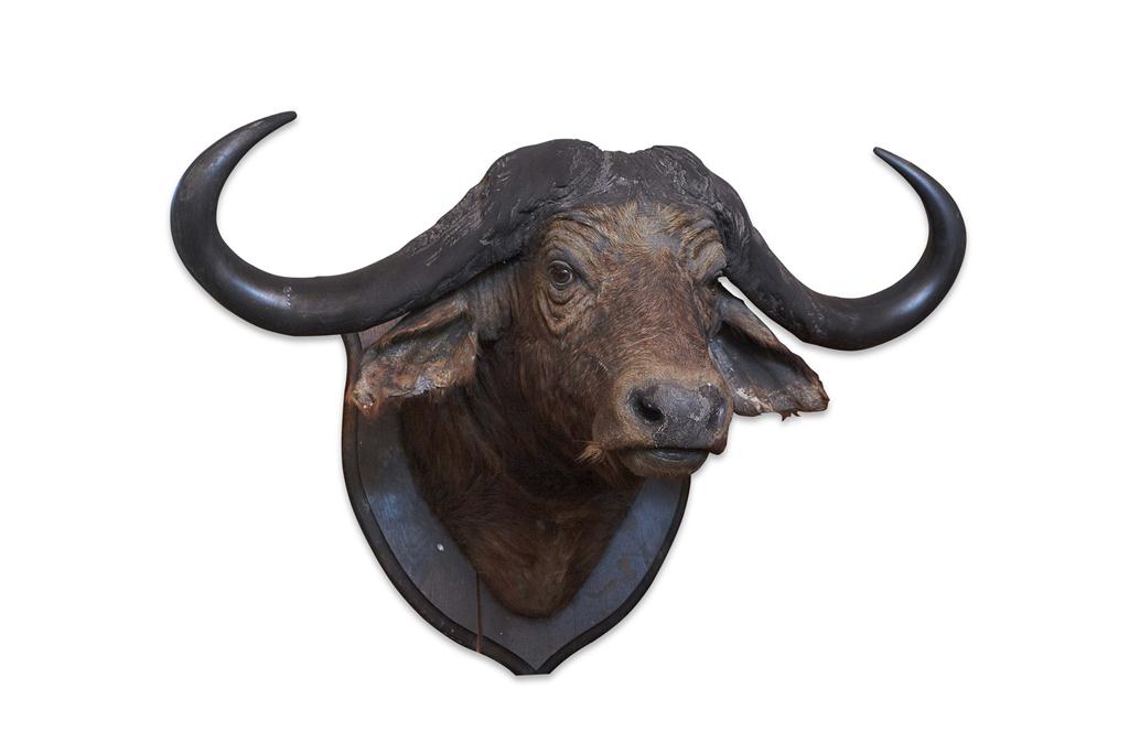 Appraisal: TAXIDERMY CAPE BUFFALO HEAD EARLY TH CENTURY on ebonized oak