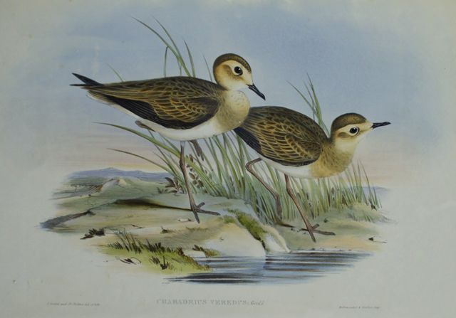 Appraisal: Brown Plover Charadrius Veredus