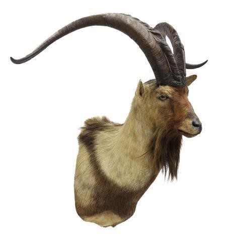 Appraisal: Aoudad Barbary Sheep shoulder taxidermy approx h w d