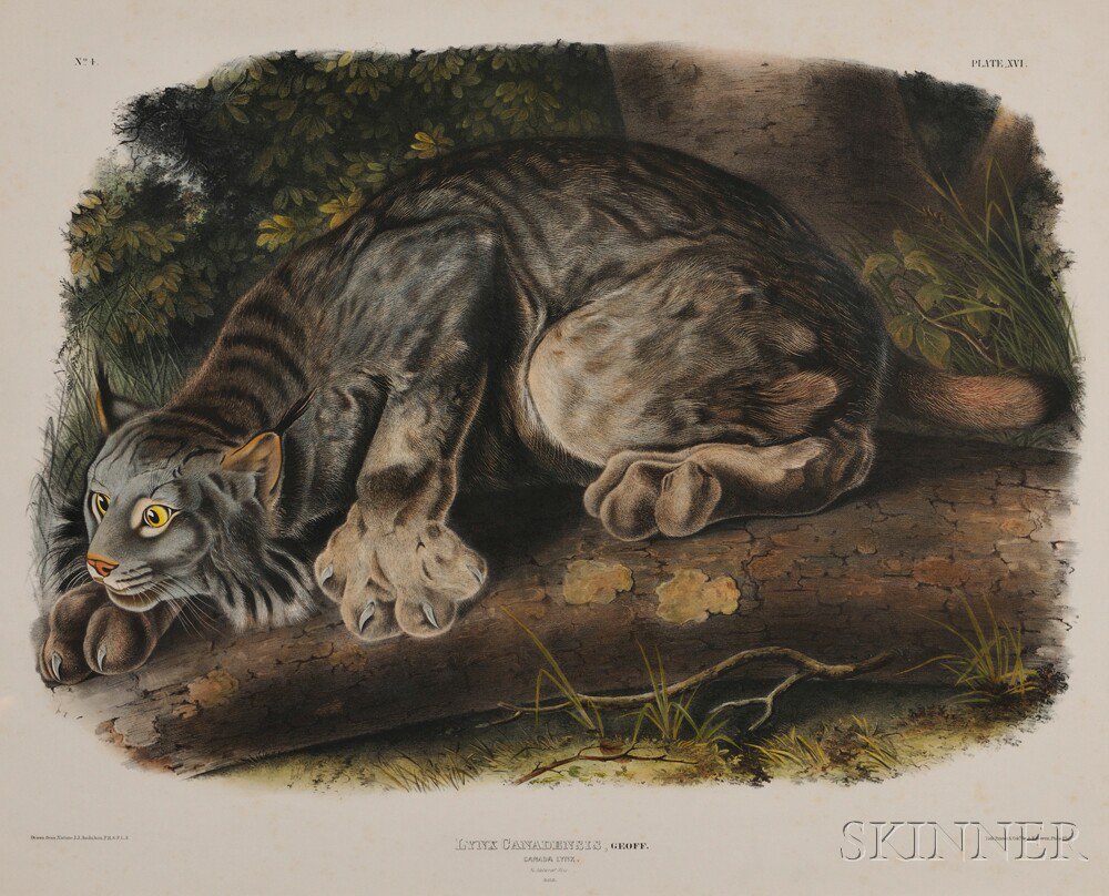 Appraisal: Audubon John James - Canada Lynx Plate XVI from The