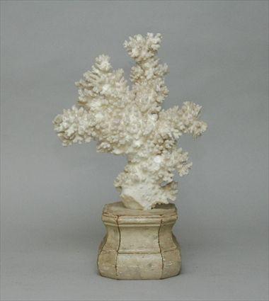 Appraisal: Mounted Coral Fragment