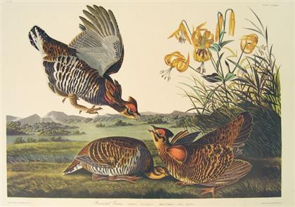 Appraisal: pieces Color Prints Audubon John James Game Birds C The