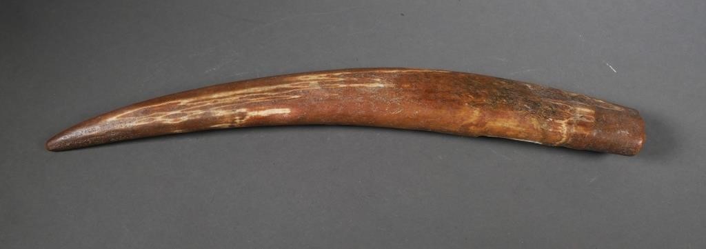 Appraisal: FOSSIL WALRUS IVORY TUSKFossilized walrus ivory tusk with variegated shades