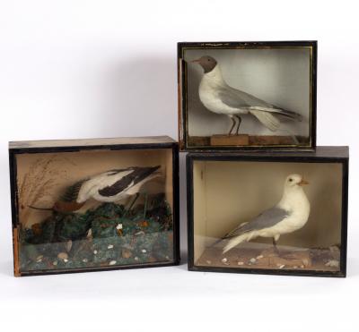 Appraisal: A taxidermy case of an avocet cased cm x cm