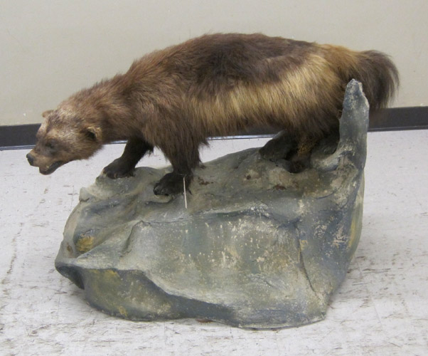 Appraisal: WOLVERINE TAXIDERMY MOUNT a full body mount in walking pose