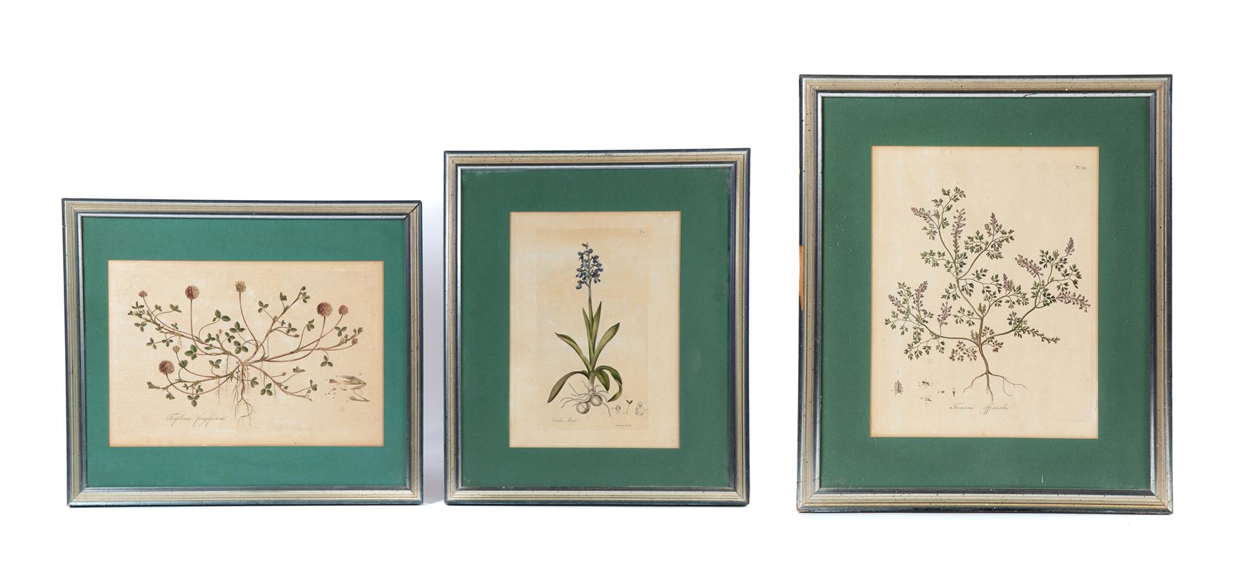 Appraisal: THREE FRAMED BOTANICAL PRINTS England ca Rag paper handcolored and