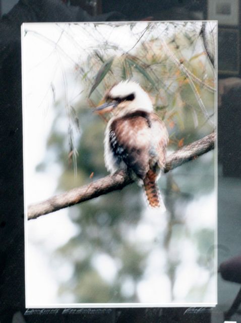 Appraisal: A framed photograph of a kookaburra