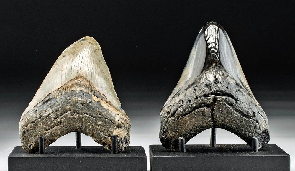 Appraisal: Fossilized Prehistoric Megalodon Teeth Ancient Seas Middle Miocene to end