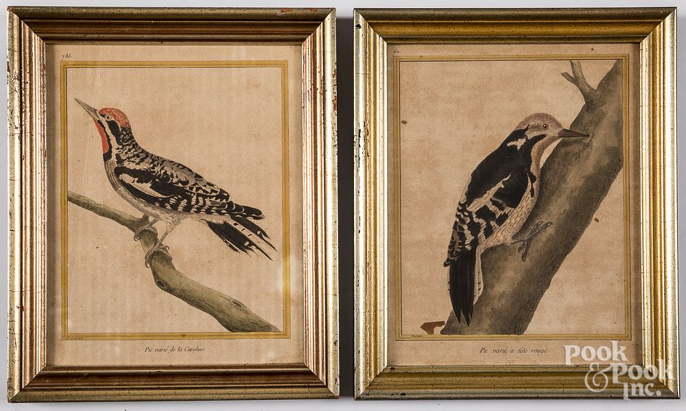 Appraisal: Two Francois Nicholas Martinet bird engravings Two Francois Nicholas Martinet