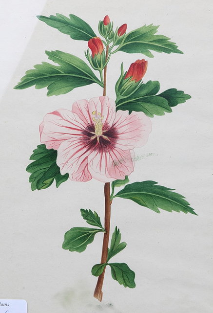 Appraisal: A TH CENTURY FLORAL WATERCOLOUR x cm