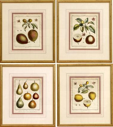 Appraisal: French School th th C Four Botanical Prints Hand-colored engravings