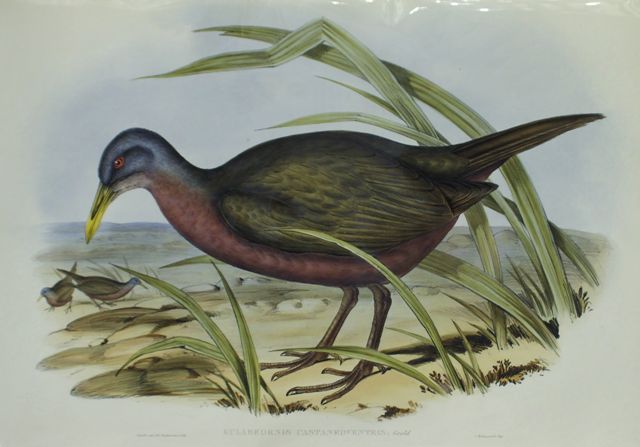 Appraisal: Chestnut-bellied Rail Eulabeornis Castaneoventris