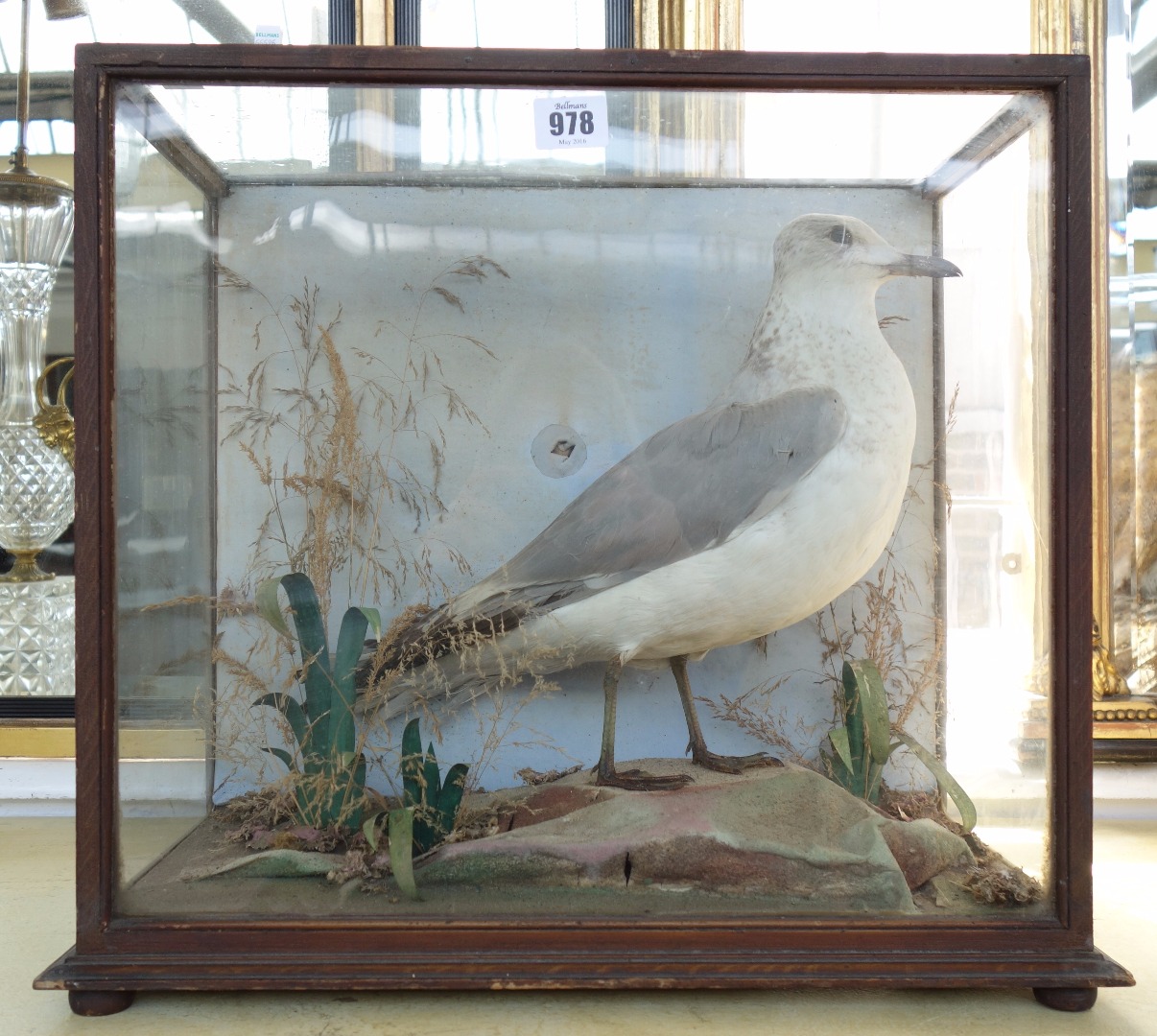 Appraisal: Taxidermy a stuffed and mounted seagull late th early th