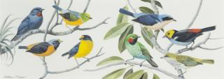 Appraisal: Arthur B Singer - Tanagers and Euphonia signed Arthur Singer