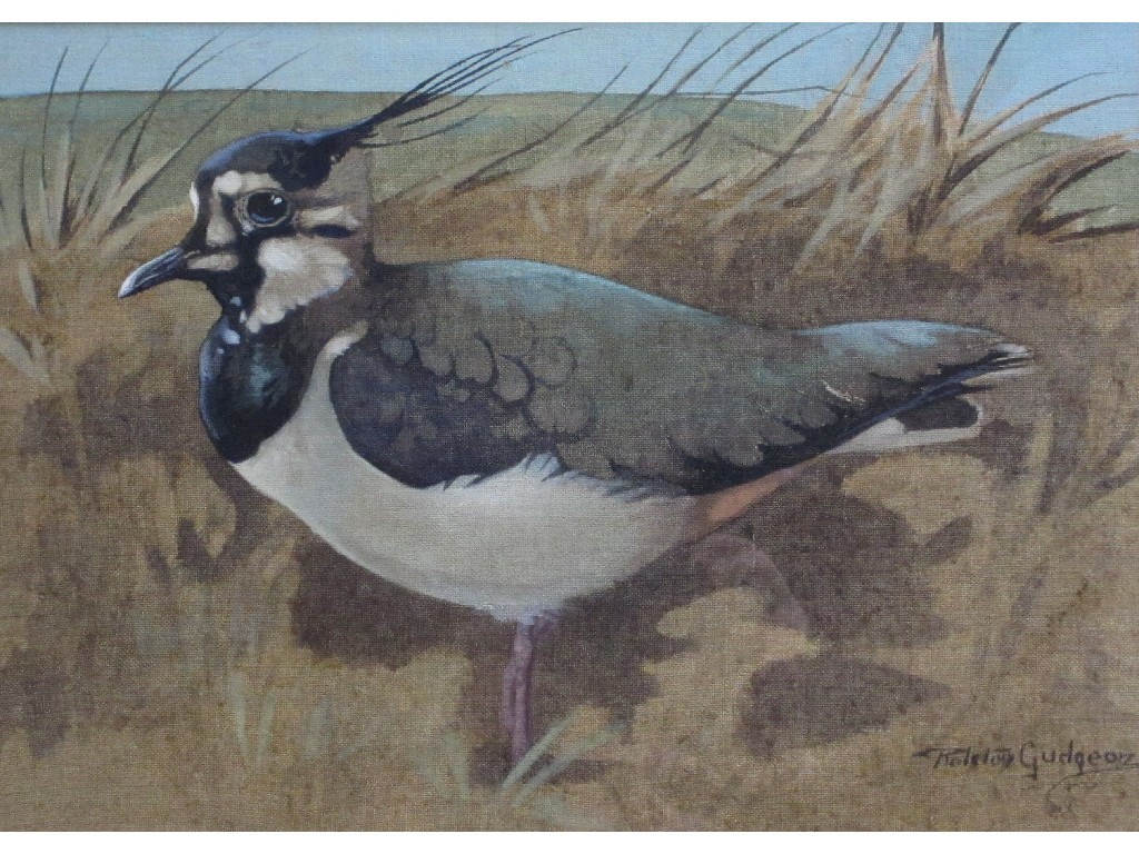 Appraisal: RALSTON GUDGEON RSW - LAPWING Watercolour on canvas signed x