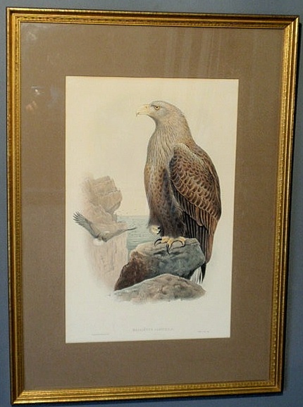 Appraisal: Framed print Haliatetus Albicilla sea eagle x