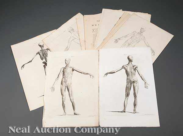 Appraisal: Antique Medical Prints a group of engravings by Bernard Siegifried