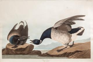 Appraisal: after John James Audubon - Brant Goosehand-colored engraving sheet size