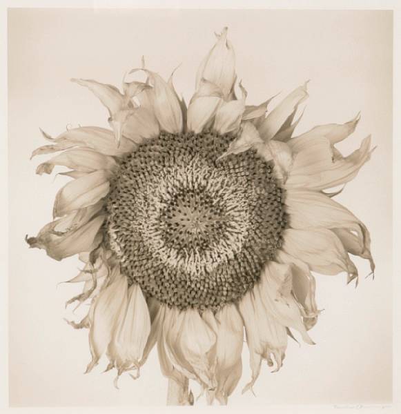 Appraisal: Frederic Ohringer American born Sunflower Sepia toned gelatin silver print