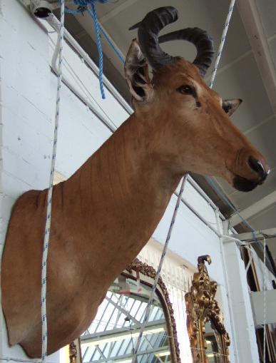 Appraisal: An African taxidermy Hartebeest trophy st century with inset glass