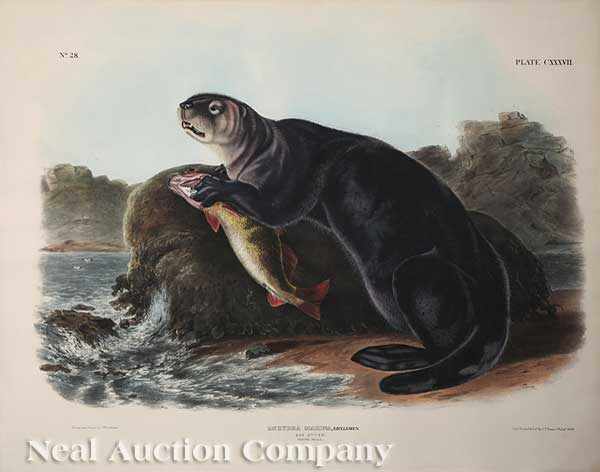 Appraisal: John James Audubon American - Sea Otter Plate hand-colored large