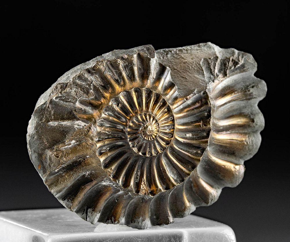 Appraisal: Fossilized Paleozoic Ammonite Shell w Pyrite Ancient seas Paleozoic period