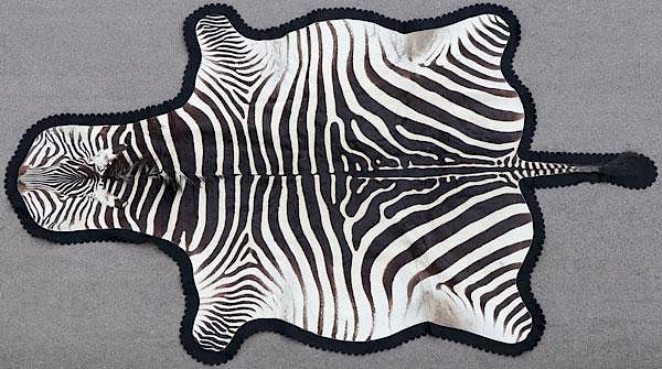 Appraisal: A LARGE ZEBRA SKIN RUG A LARGE ZEBRA SKIN RUG