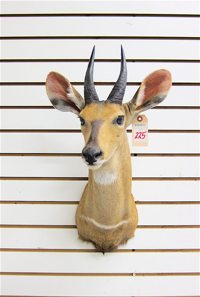 Appraisal: AFRICAN HARNESSED BUSHBUCK taxidermy head mount with horns the smallest