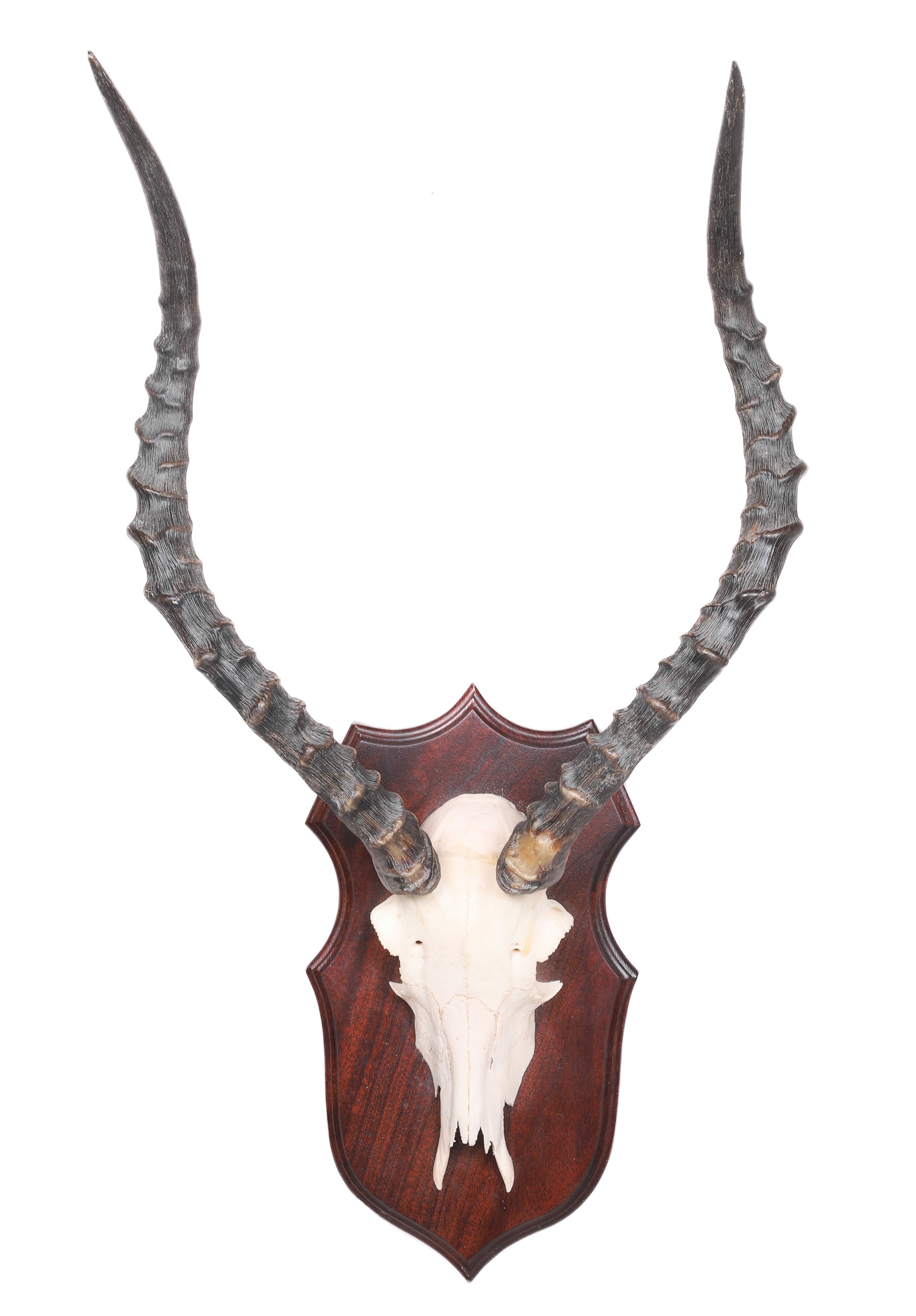 Appraisal: Impala skull mount mahogany shaped board base total width -