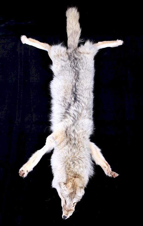 Appraisal: Montana Taxidermy Coyote Pelt Included in this lot is a