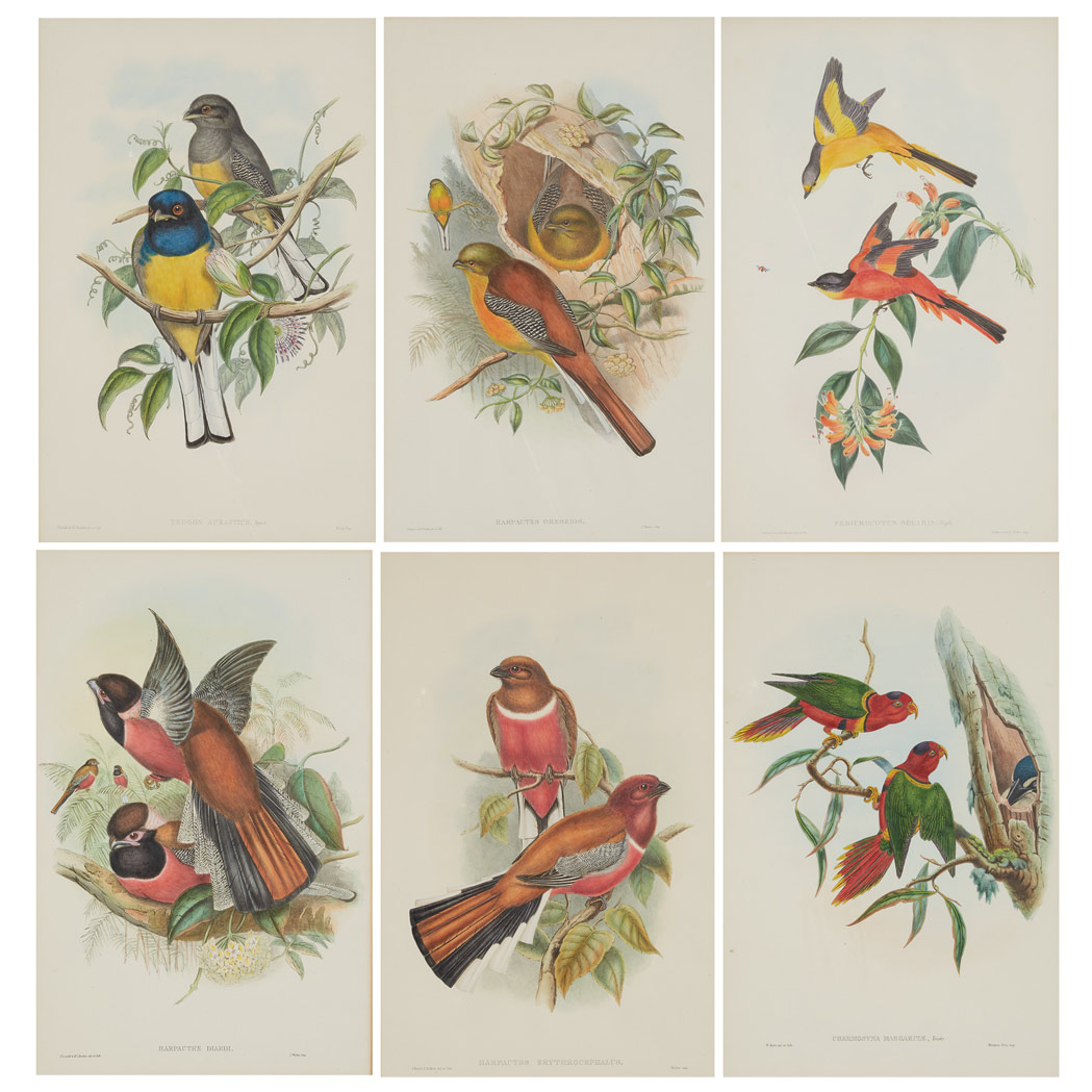 Appraisal: J Gould H C Richter BIRD STUDIES Four hand-colored lithographs