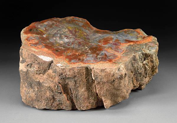 Appraisal: Petrified Wood Slab Araucarioxylon arizonicum Triassic Chinle Formation Northern Arizona