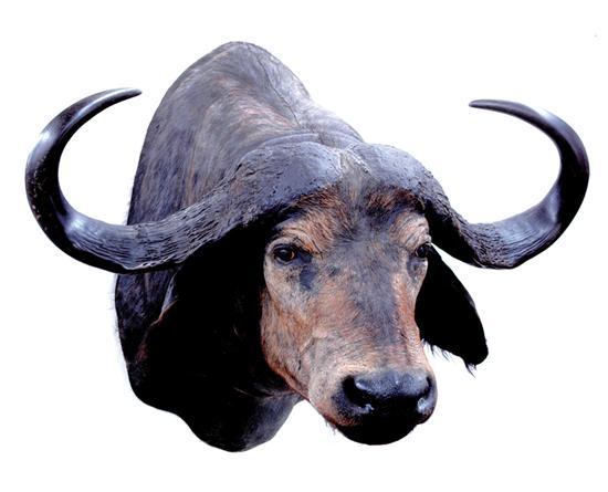 Appraisal: Taxidermy African cape buffalo specimen shoulder mount H W D