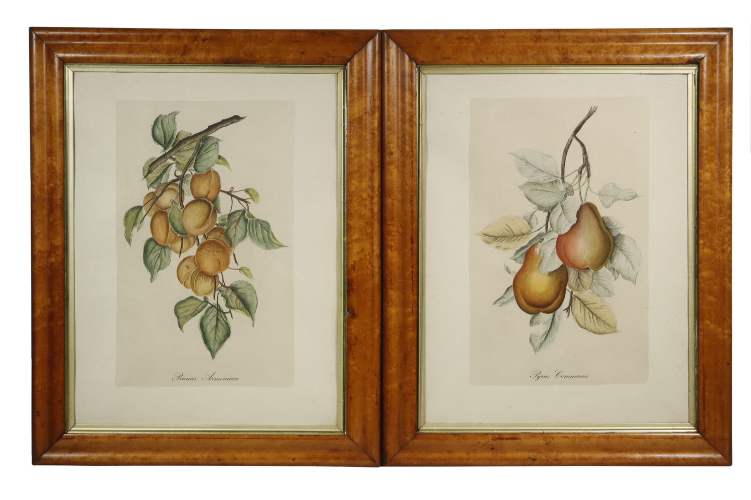 Appraisal: A PR OF EUROPEAN BOTANICAL HAND COLORED LITHOS FRAMED Prunus