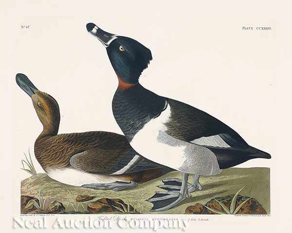 Appraisal: John James Audubon American - Tufted Duck Plate CCXXXIV from