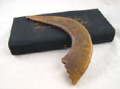 Appraisal: Judaica A boxed Shofar horn approx cm