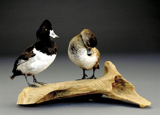 Appraisal: Taxidermy specimen mounted ducks Blue-Billed Ducks mounted on driftwood baseH