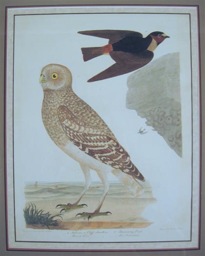 Appraisal: pieces Hand colored Engravings Bonaparte Charles Lucien American Ornithology not