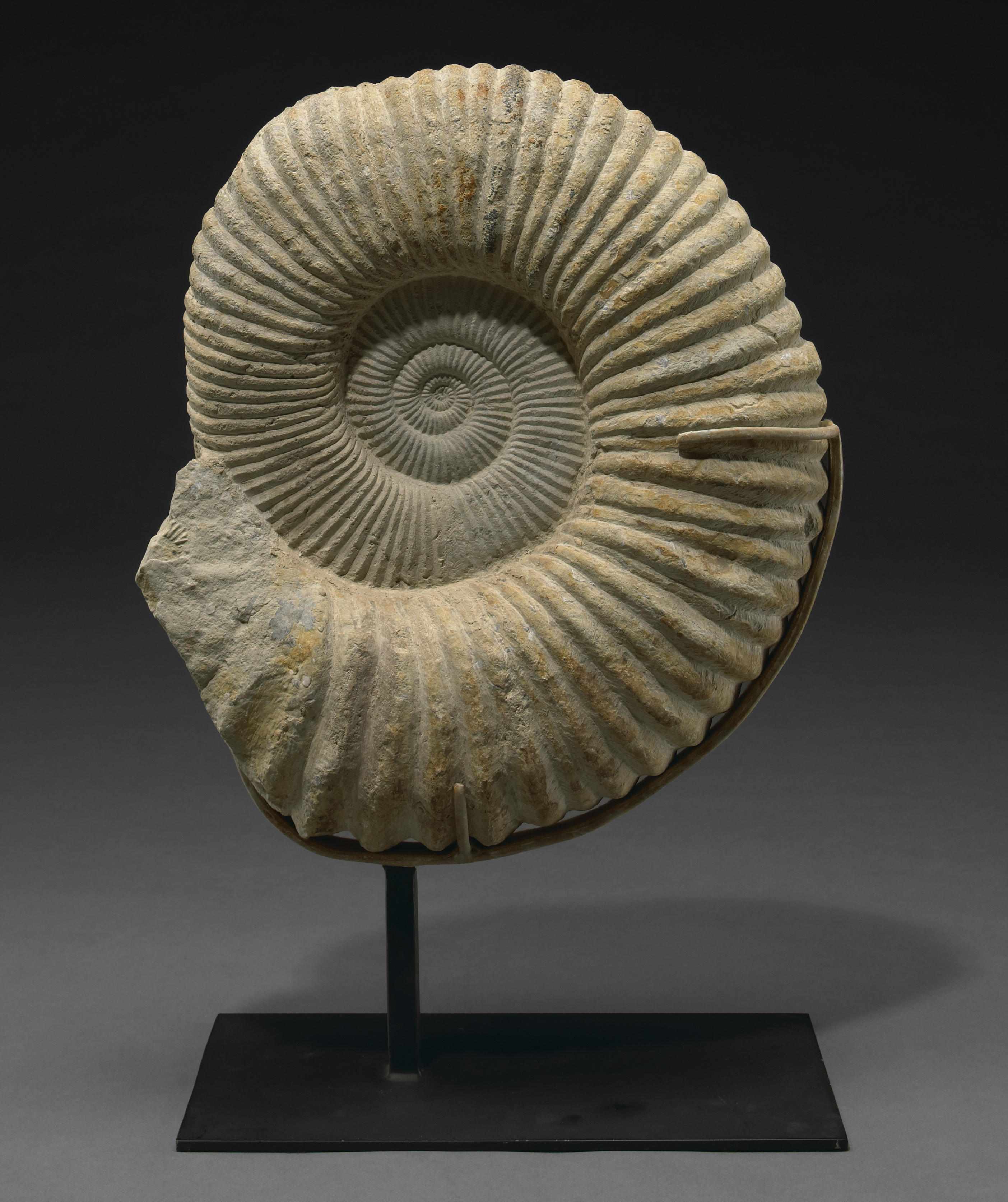 Appraisal: Without Reserve Ammonite on Stand Procheloniceras albrechtiaustriaeLower CretaceousAptian StageMoroccoA very