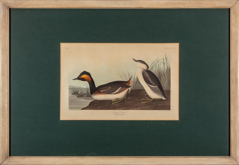 Appraisal: John James Audubon American - Eared Grebe Plate CCCCIV hand-colored